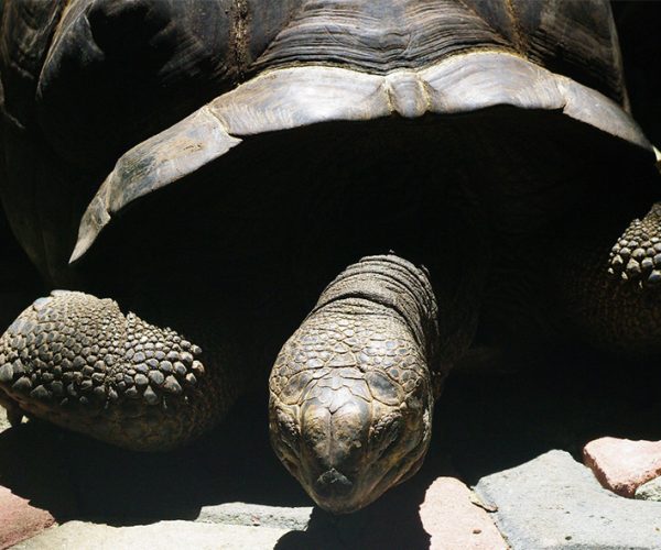 Prison lsland Tour, The Island of Giant Tortoise